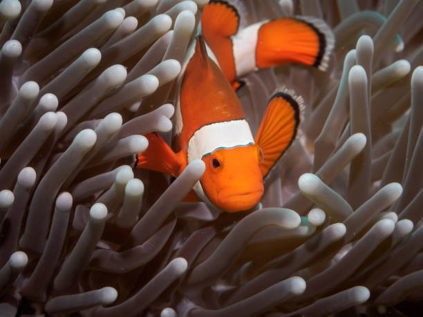 istock Clown anemone fish(Nemo) in anemone 822175068