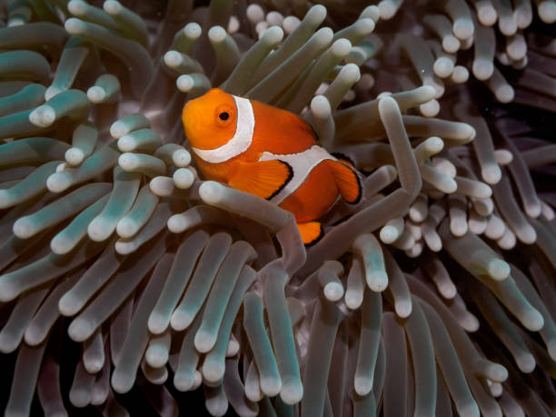 istock Clown anemone fish(Nemo) in anemone 822175080