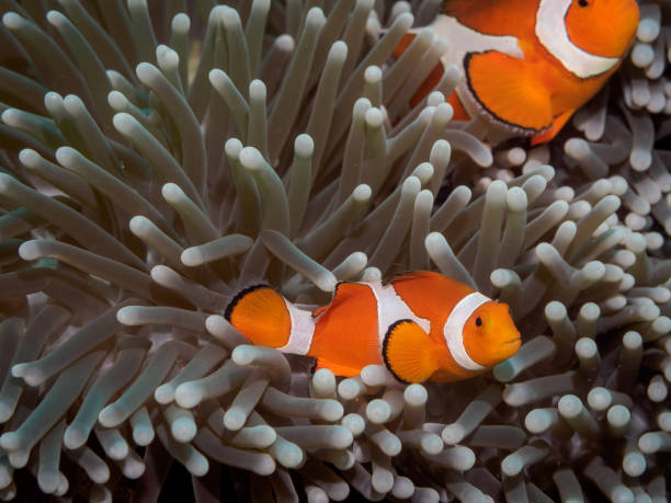istock Clown anemone fish(Nemo) in anemone 822175116