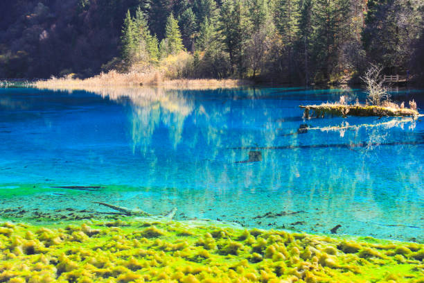 przezroczyste turkusowe jezioro wodne - jiuzhaigou national park jiuzhaigou national park unesco world heritage site zdjęcia i obrazy z banku zdjęć