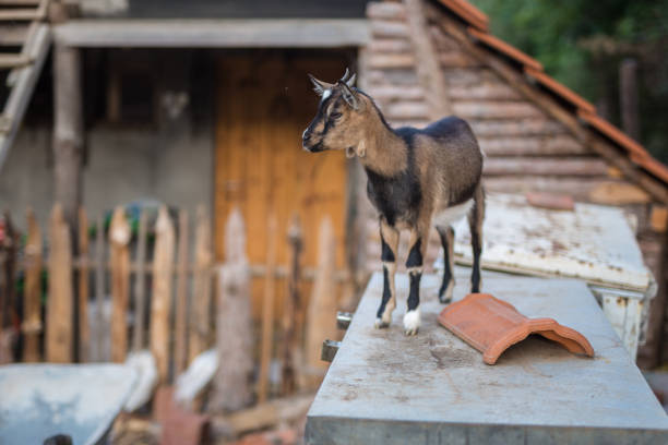 portrait of a goat standing on metal