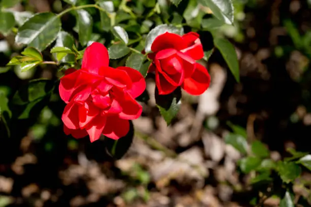 Rosaceae Rosa - Flower Carpet Appleblossom - Red roses on bush in garden