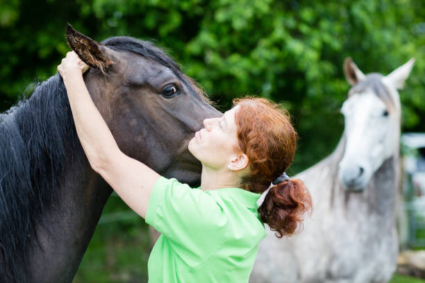 istock Veterinarian performing chiropractics at horse 822198326