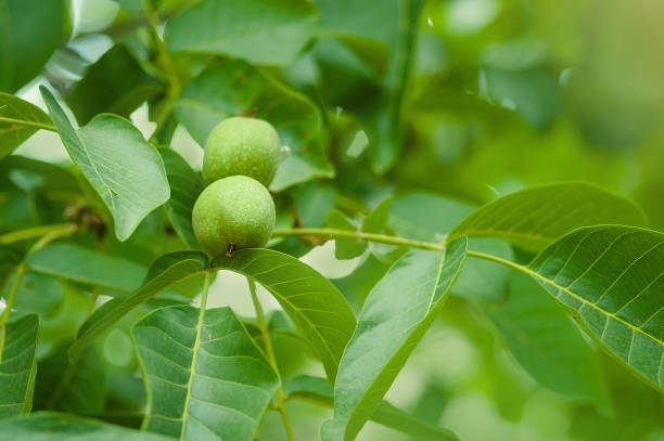 istock Walnut Tree Grow waiting to be harvested 822201566