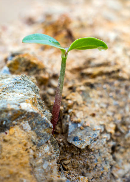istock Young seeding sprout up rocky mountain soil 822206558