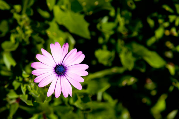 istock Asteraceae Osteospermum ecklonis - Purple Daisy 822214516
