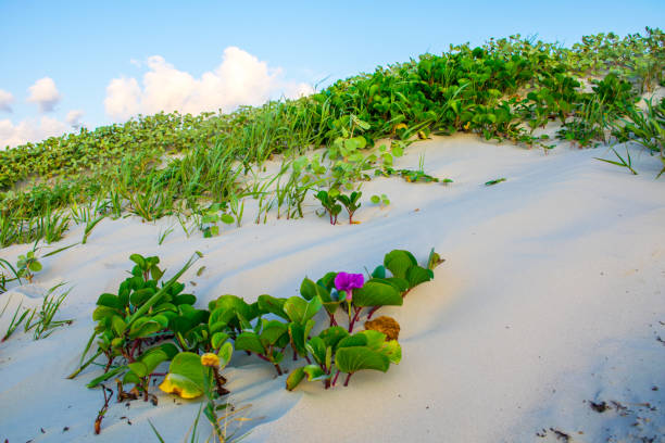 sonnenaufgang am padre insel san dune paradise golden hour am strand mit bunten sehafer und blume - sand sea oat grass beach sand dune stock-fotos und bilder