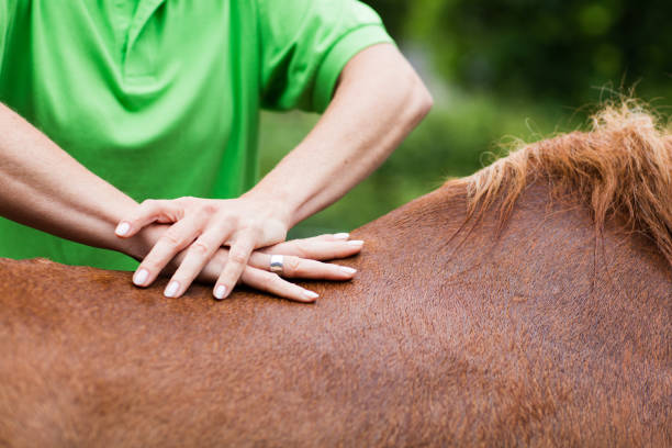 ветеринар, выполняющий хиропрактику на лошади - human spine human age horizontal outdoors стоковые фото и изображения