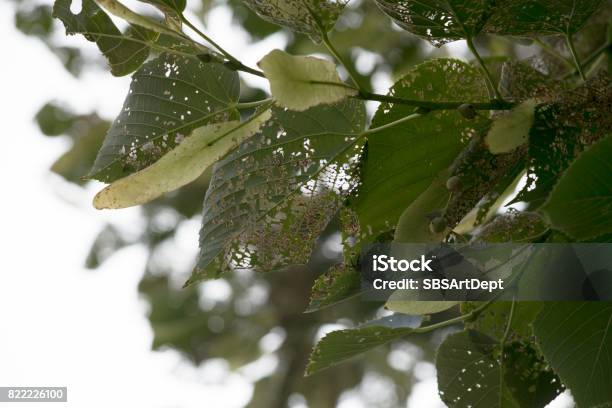 Japanese Beetle Damage Stock Photo - Download Image Now - Beetle, Broken, Cabbage
