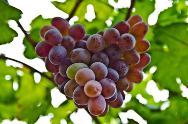 herz-traube - grape heart shape fruit bunch stock-fotos und bilder