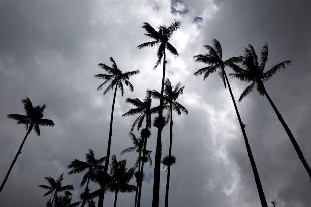istock Cocora Valley, Colombia 822228700
