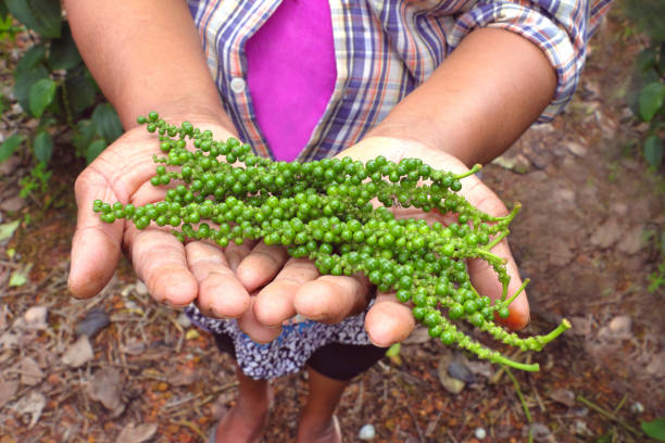 istock fresh green pepper in farmer hand 822233600