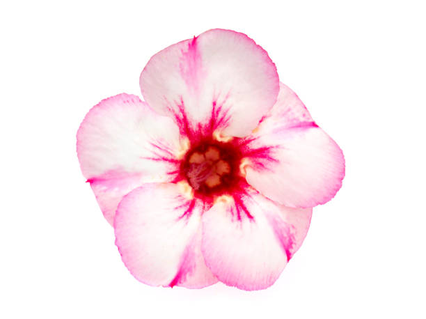 istock Single azalea flowers isolated on white background 822233890