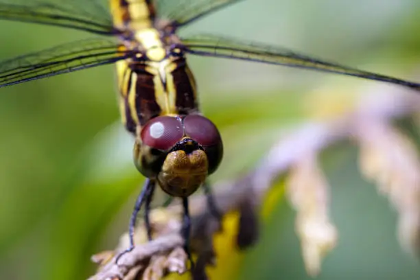 Image of Urothemis Signata dragonflies(female) on the branches on a natural background.