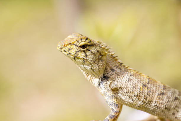 istock Image of chameleon or lizard on nature background. Reptile 822233954
