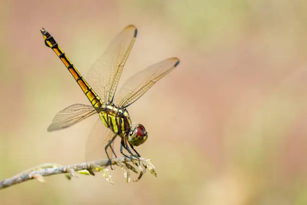 Image of Urothemis Signata dragonflies(female) on the branches on a natural background.