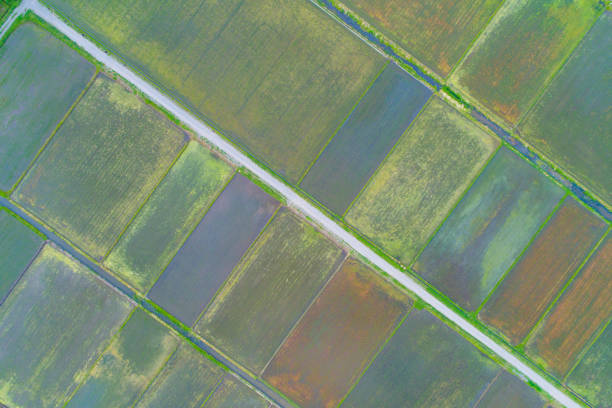 istock Rice field seen from the sky 822241038