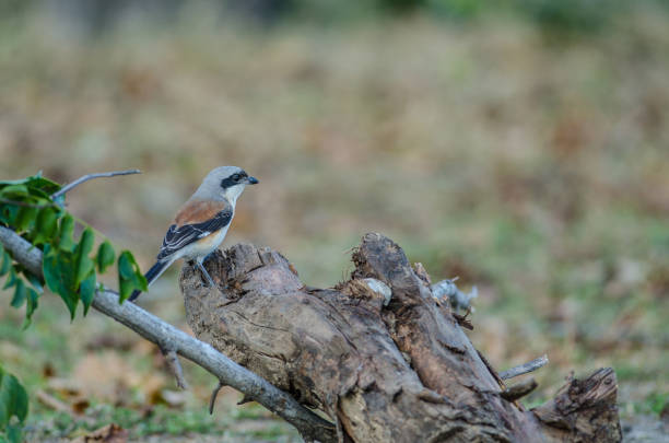 istock Bay-backed Shrike Bird perching on a branch 822250620