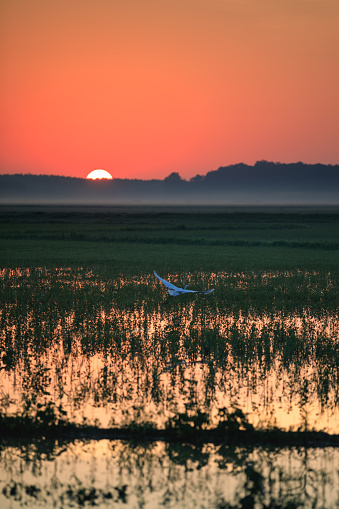 A Great Egret takes flight in a rice field during sunrise over Bald Knob National Wildlife Refuge in Bald Knob, Arkansas