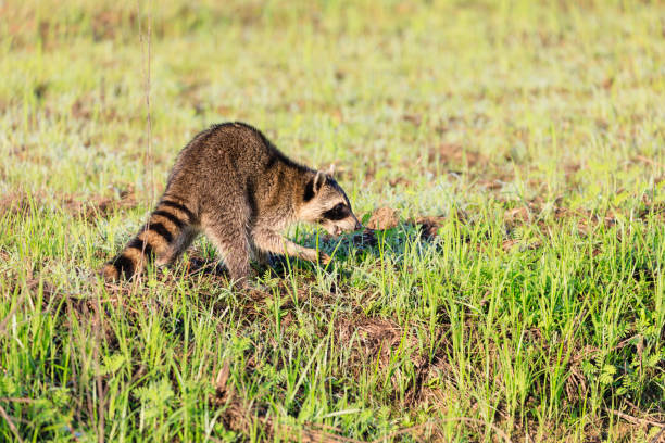 un mapache alimentándose en un arrozal en calvo perilla refugio nacional de vida silvestre calvo perilla, arkansas. - 2844 fotografías e imágenes de stock