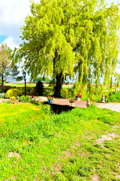 istock Bridge with Fresh Tulips in Holland 822269284