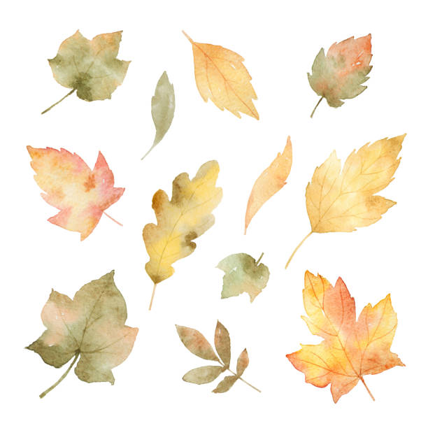 葉や枝は、白い背景で隔離の水彩の秋セット。 - white backgrounds thanksgiving pumpkin点のイラスト素材／クリップアート素材／マンガ素材／アイコン素材