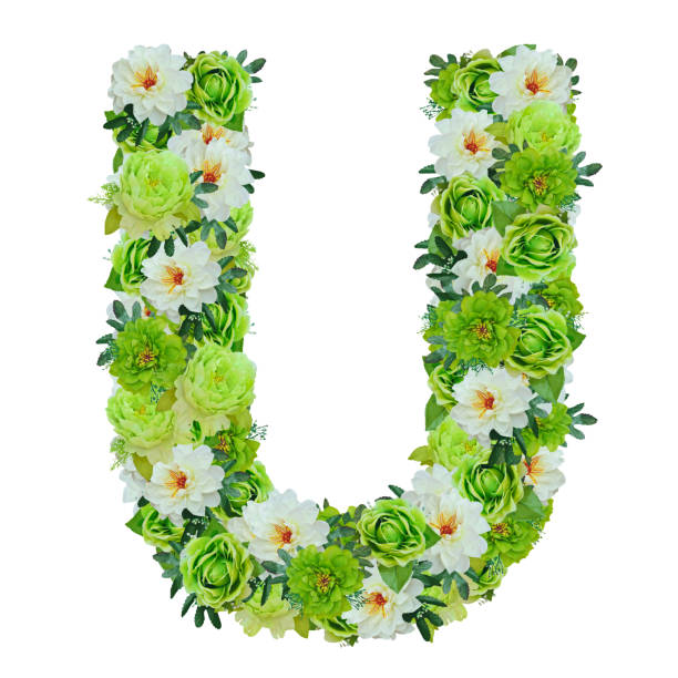istock Letter U from green and white flowers isolated on white 822285832