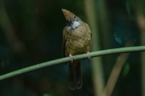 Ochraceous Bulbul bird (Alophoixus ochraceus) in forest Thailand