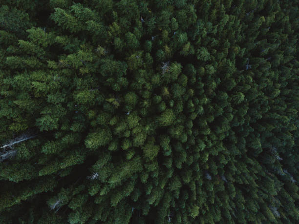 istock Aerial shot of trees 822293992