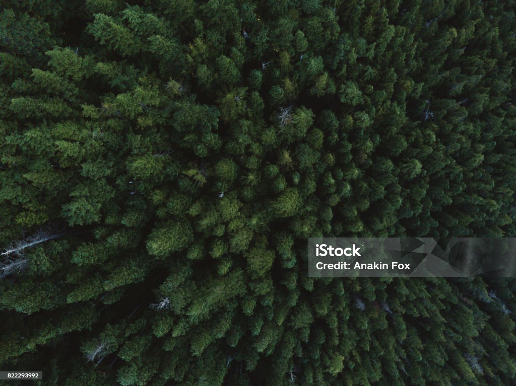 Aerial shot of trees Last sun rays in valley on Vancouver Island British Columbia Stock Photo