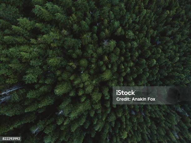 Aerial Shot Of Trees Stock Photo - Download Image Now - British Columbia, Tree, Aerial View