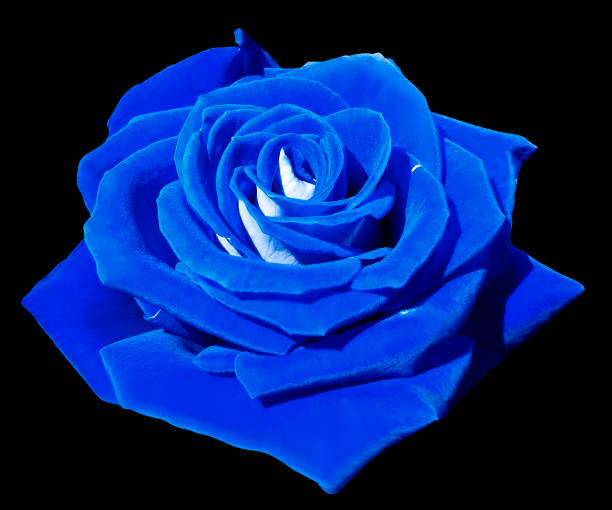Rose blue on the black isolated background with clipping path.  Closeup. Side view. Nature.