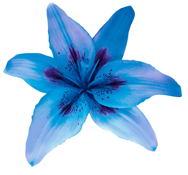 istock Lily blue flower isolated  with clipping path, on a white background. beautiful lily for design. Closeup. Nature. 822294850