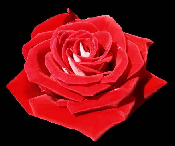 istock Rose red on the black isolated background with clipping path.  Closeup. Side view. Nature. 822295092