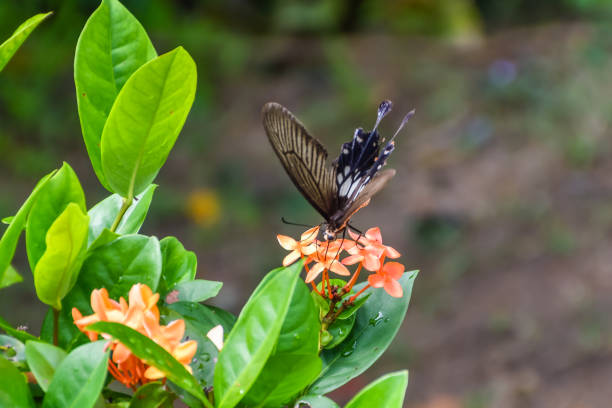 istock Brown and Black Butterfly 822298274