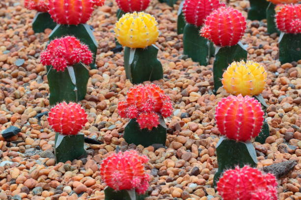 Colorful cactus on gravel ground stock photo