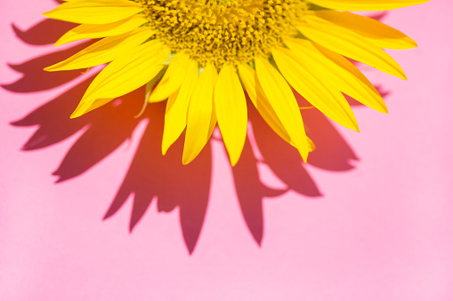 Sunflower on pink background