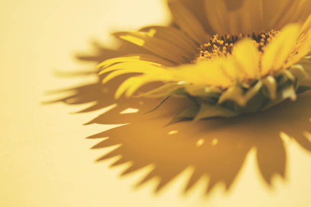 Sunflowers in full bloom in the fall. At sunset.