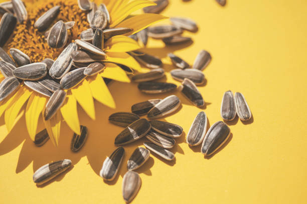 sunflower in the rays of summer sun