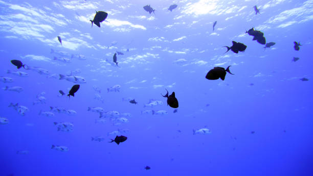 istock The World in the Sea 822299110