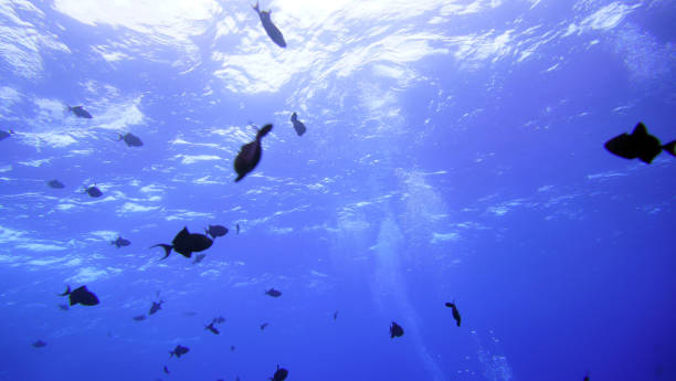 istock The World in the Sea 822299140
