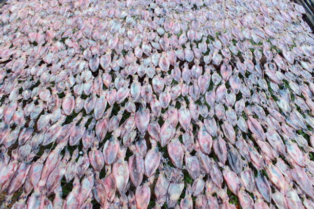 Squid on dried process before become food later stock photo