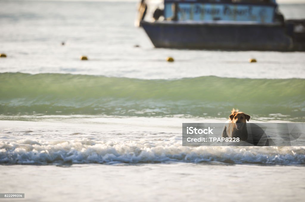 dog running on the beach, water spashing Animal Stock Photo