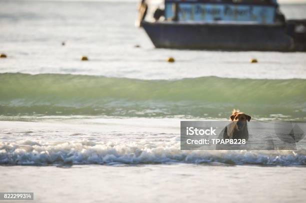 Dog Running On The Beach Water Spashing Stock Photo - Download Image Now - Animal, Beach, Beauty