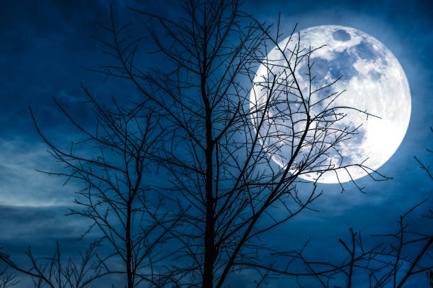 istock Night landscape of sky with super moon behind dead tree. 822306284