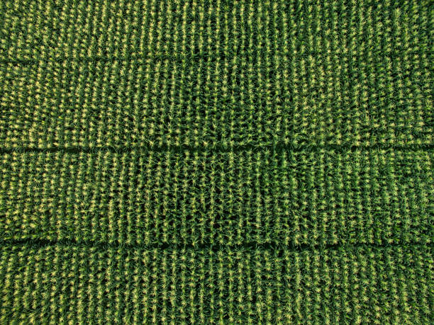 Aerial view .Rows of corn field in farmland  by drone ( top view). Horizontal view in perspective.THAILAND stock photo