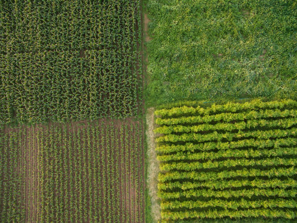 Aerial view .Rows of corn field in farmland  by drone ( top view). Horizontal view in perspective.THAILAND stock photo