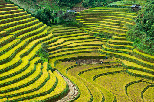 Rice field on terrace Mu Cang Chai Yen Bai,Vietnam
