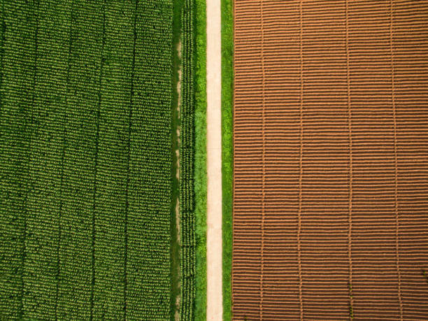 Aerial view ; Rows of soil before planting.Furrows row pattern in a plowed field prepared for planting crops in spring and a corn field grows full of a half area. Horizontal view in perspective.Top view. stock photo