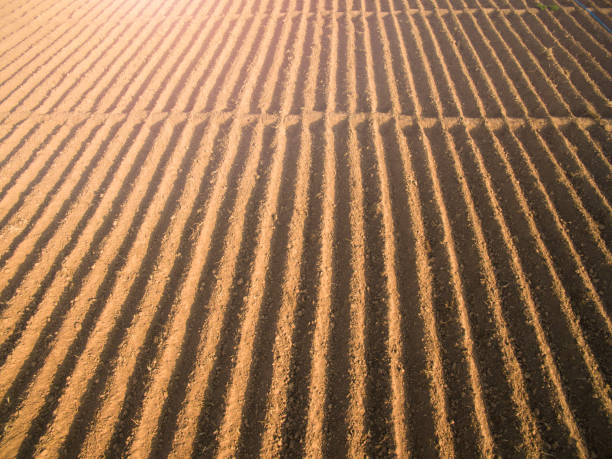 istock Rows of soil before planting.Furrows row pattern in a plowed field prepared for planting crops in spring. 822310312